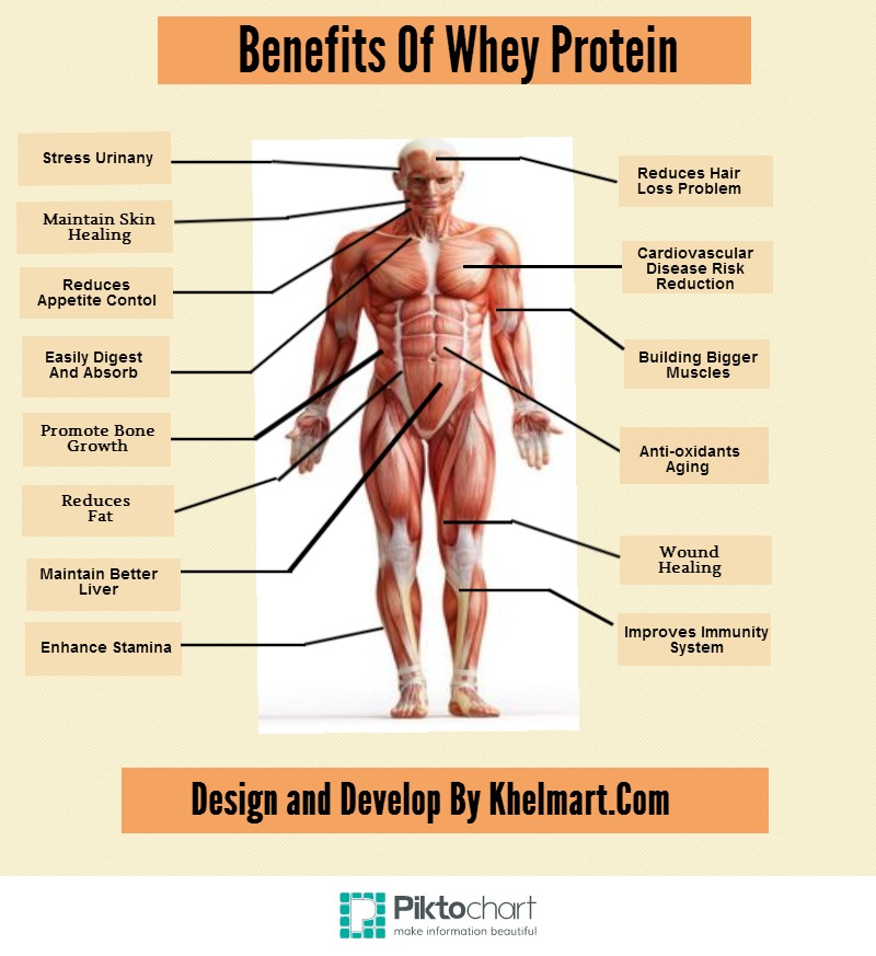 Does Whey Protein Make You Big